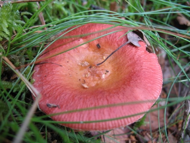Russula velenovskyi